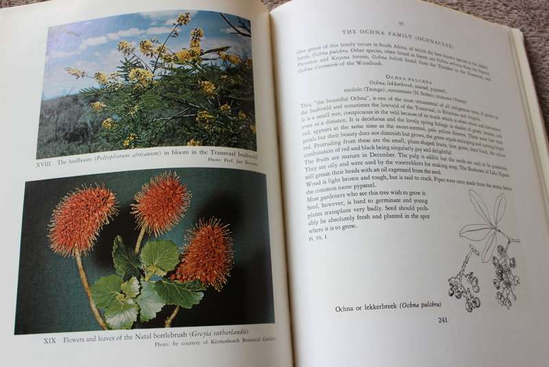 TREES OF SOUTH AFRICA by Eve Palmer and Norah Pitman.     (W)