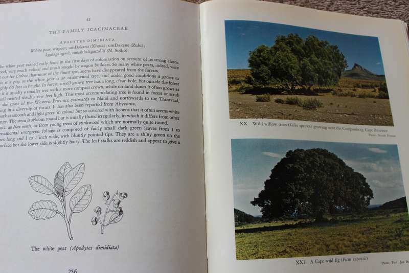 TREES OF SOUTH AFRICA by Eve Palmer and Norah Pitman.     (W)