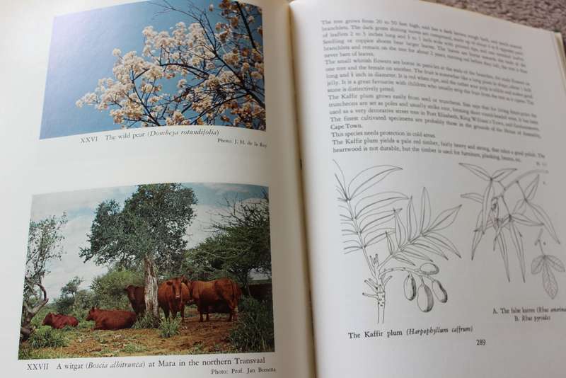 TREES OF SOUTH AFRICA by Eve Palmer and Norah Pitman.     (W)