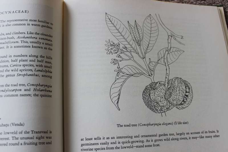 TREES OF SOUTH AFRICA by Eve Palmer and Norah Pitman.     (W)