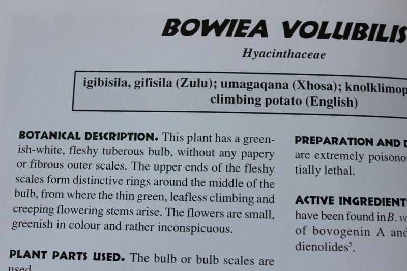 MEDICINAL PLANTS OF SOUTH AFRICA  by Ben-Erik van Wyk, Bosch van Oudtshoorn, Nigel Gericke