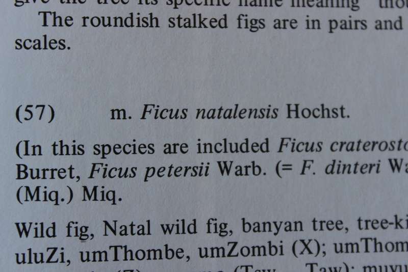 TREES OF SOUTHERN AFRICA by Eve Palmer and Norah Pitman. Volume One.   (W)