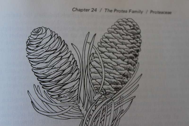 TREES OF SOUTHERN AFRICA by Eve Palmer and Norah Pitman. Volume One.   (W)