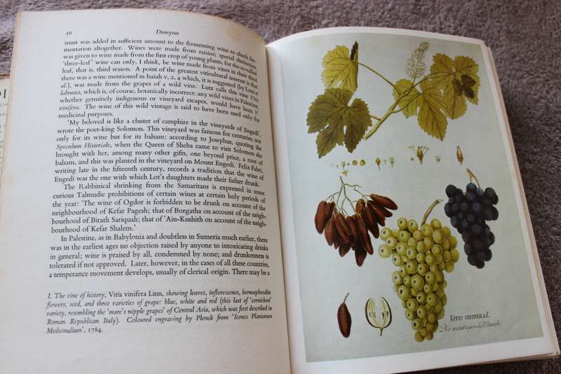 A SOCIAL HISTORY OF THE WINE VINE  DIONYSUS  by Edward Hyams  (C)