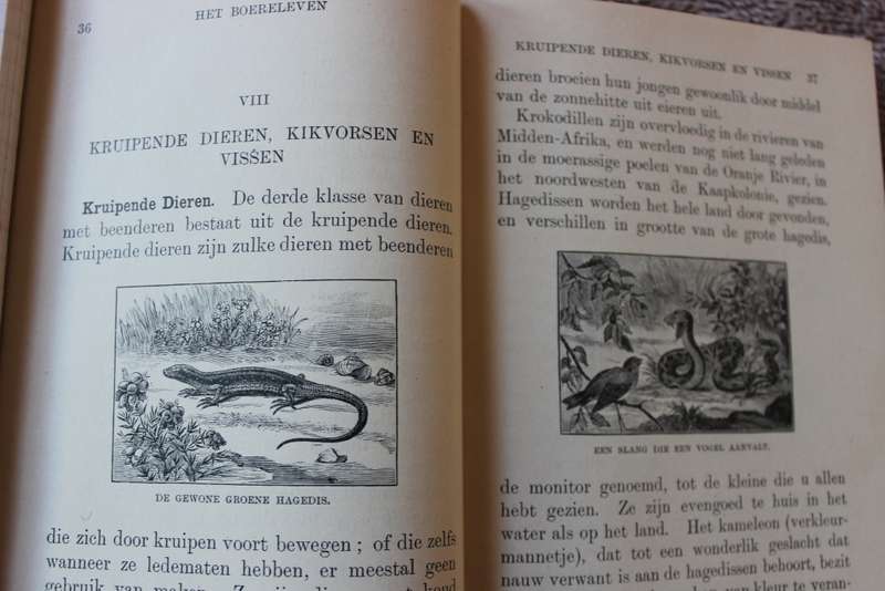 HET BOERELEVEN. Een Leesboek voor Zuid-Afrika door Alexander Lamont vertaald door M.J. Stucki.   (P)