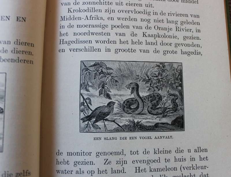 HET BOERELEVEN. Een Leesboek voor Zuid-Afrika door Alexander Lamont vertaald door M.J. Stucki.   (P)