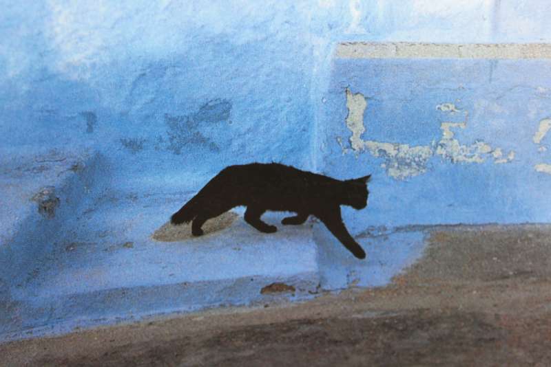 CATS IN THE SUN. Hans Silvester. (Combining cats with scenery of the Greek Islands)