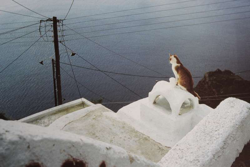 CATS IN THE SUN. Hans Silvester. (Combining cats with scenery of the Greek Islands)