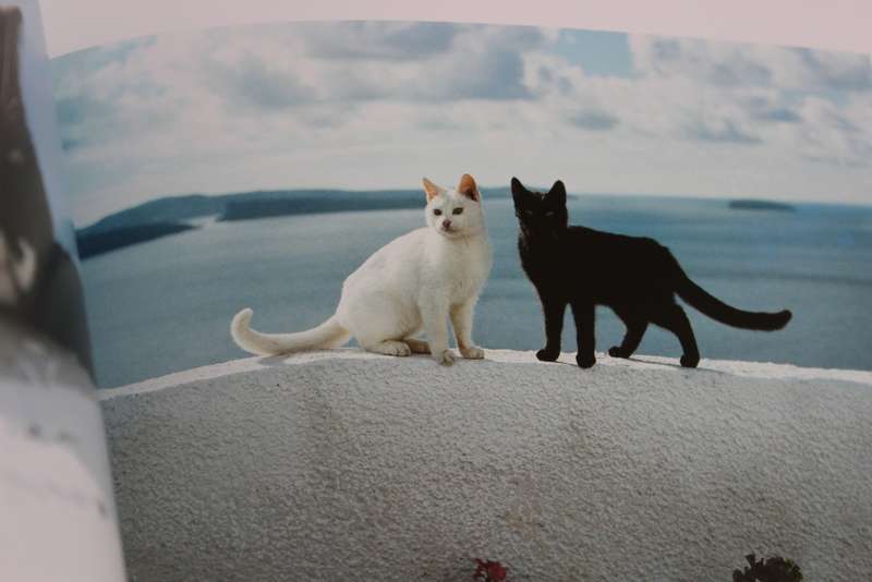 CATS IN THE SUN. Hans Silvester. (Combining cats with scenery of the Greek Islands)