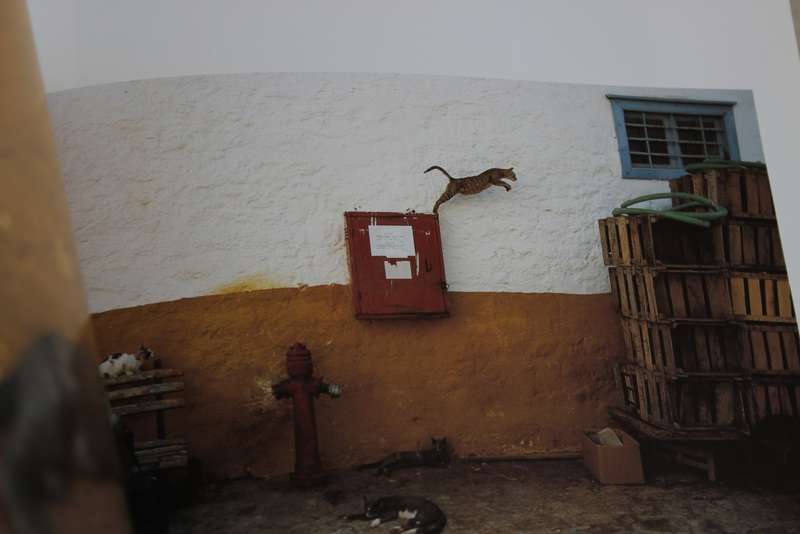 CATS IN THE SUN. Hans Silvester. (Combining cats with scenery of the Greek Islands)