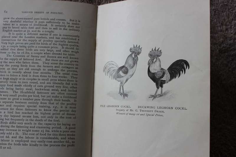 POULTRY CULTURE FOR PROFIT by Rev. T.W. Sturges. Published 1912.    (P)