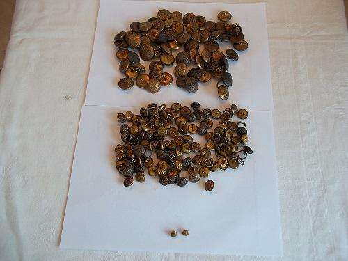 173 Vintage South African Military Brass Buttons "Ex Unitate Vires"