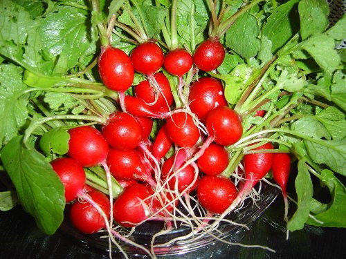 100 CHERRY BELLE RADISH Raphanus Sativus Seeds