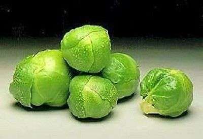 100 LONG ISLAND BRUSSEL SPROUT Vegetable Seeds