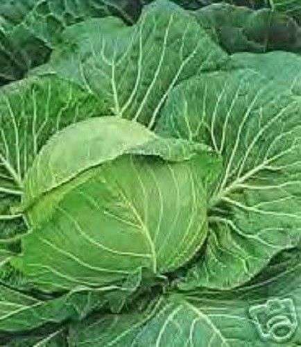 50 DANISH BALLHEAD CABBAGE Brassica Oleracea Seeds