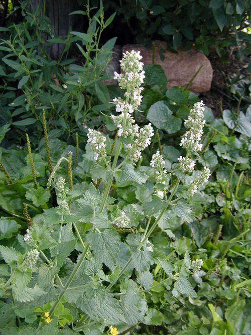 50 HEIRLOOM CATNIP Nepeta Catara Flower Herb Seeds