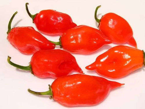 10 HOT RED HABANERO PEPPER Capsicum Chinense Seeds