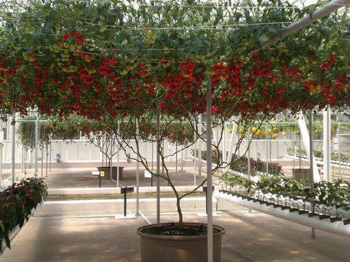 10 ITALIAN TREE TOMATO 'Trip L Crop' Seeds