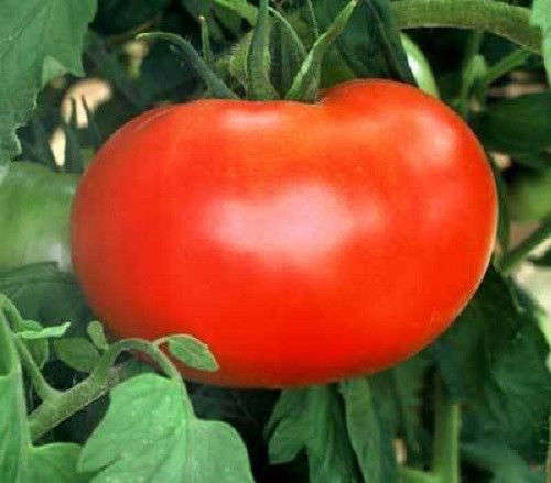 50 ACE 55 TOMATO Lycopersicon Lycopersicum Seeds