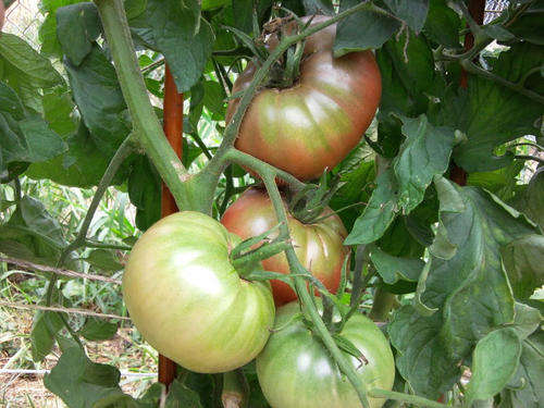 10 Heirloom PURPLE CHEROKEE TOMATO Seeds
