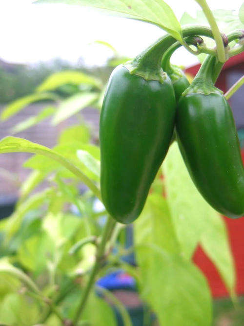 40 Hot JALAPENO PEPPER Capsicum Vegetable Seeds