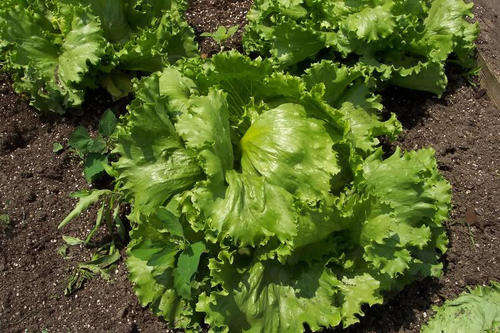 100 ICEBERG LETTUCE Lactuca Sativa Vegetable Seeds