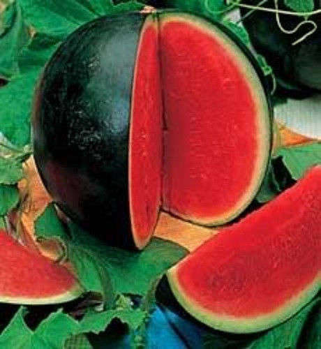 10 SUGAR BABY WATERMELON Citrullus lanatus Fruit Seeds