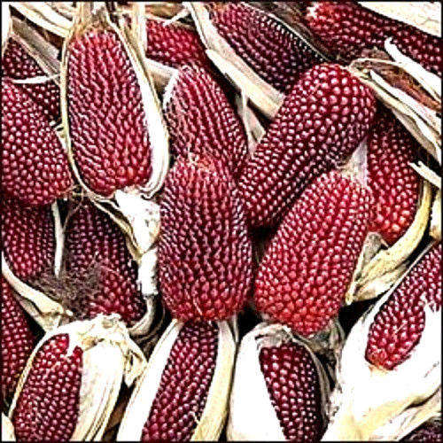100 STRAWBERRY POPCORN CORN Zea Mays Seeds