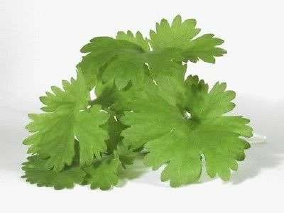 100 CILANTRO CORRIANDER Coriandrum Sativum Herb Seeds