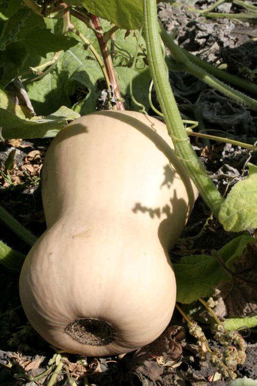 10 WALTHAM BUTTERNUT WINTER SQUASH Cucurbita Seeds