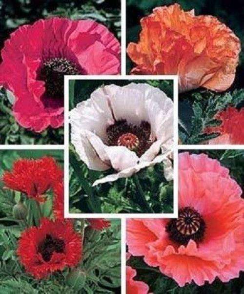 ORIENTAL POPPY MIX Papaver Orientale Flower Seeds