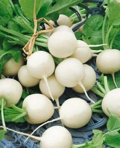 50 HAILSTONE WHITE GLOBE RADISH Raphanus Sativus Seeds