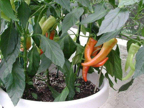 25 SWEET BANANA PEPPER Capsicum Annuum Vegetable Seeds