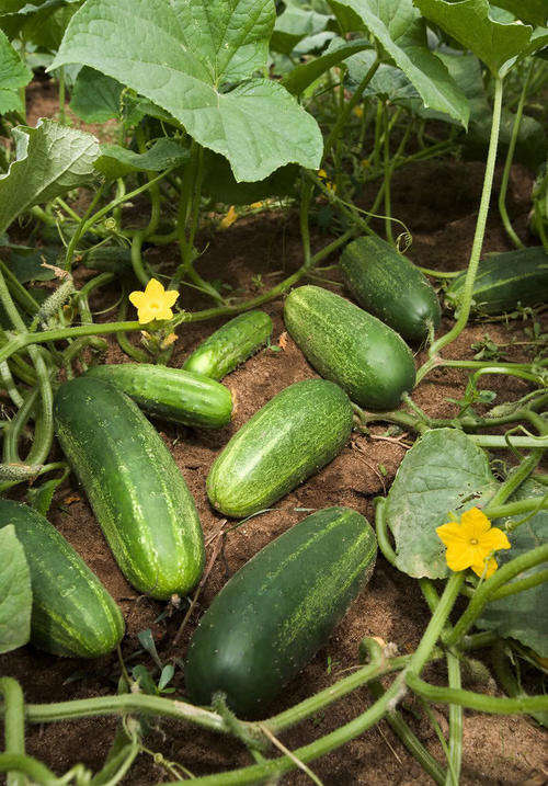 20 NATIONAL PICKLING CUCUMBER Cucumis Seeds