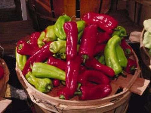 15 Italian CUBANELLE PEPPER Capsicum Annuum Seeds