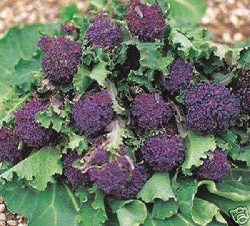 20 PURPLE SPROUTING BROCCOLI Brassica Oleracea Vegetable Seeds
