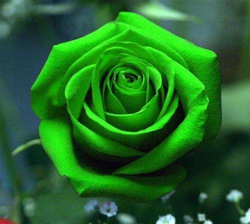 Green Rose Seeds  (Packet of 10)