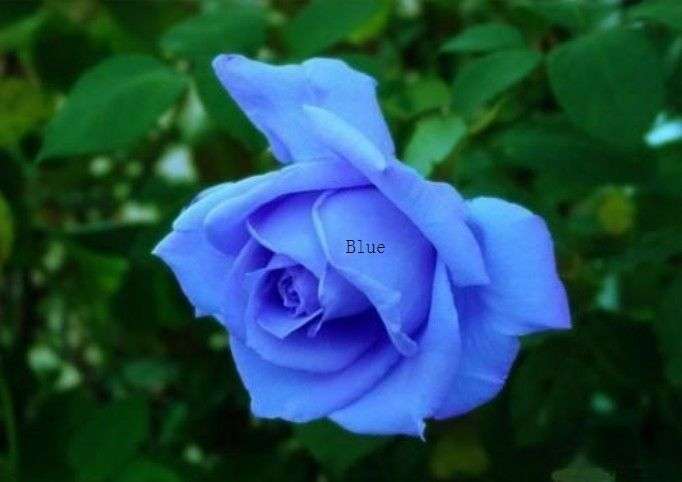 Blue Rose Seeds  (Packet of 10)