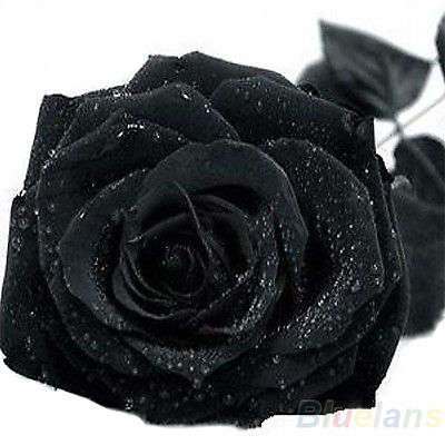 Black Rose Seeds  (Packet of 10)