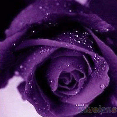 Purple Rose Seeds  (Packet of 10)