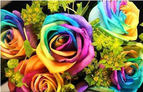 Rainbow Rose Seeds  (Packet of 10)
