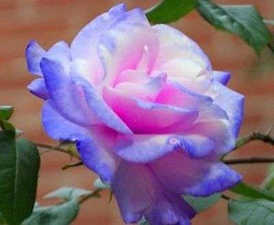 Rare Stifling Remorse Rose Seeds  (Packet of 10)