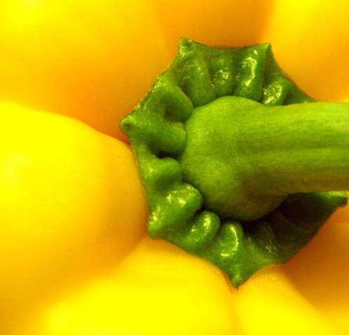 15 GOLDEN YELLOW BELL PEPPER (California Wonder) Sweet Seeds *CombS/H