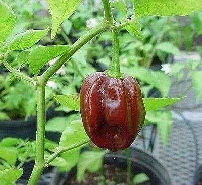 10 HOT BROWN HABANERO PEPPER Capsicum Chinense Seeds *Comb S/H