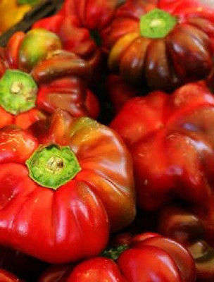 10 RED PIMENTO PEPPER Sweet Vegetable Seeds Comb S/H