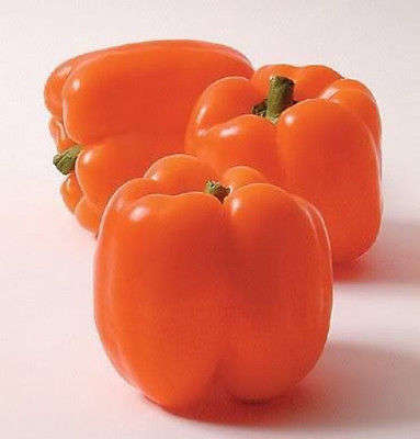 10 ORANGE SUN BELL PEPPER Sweet Capsicum Vegetable Seeds