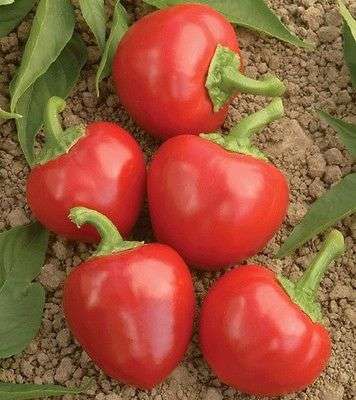 10 RED CHERRY HOT PEPPER Chili / Finger Hots Seeds
