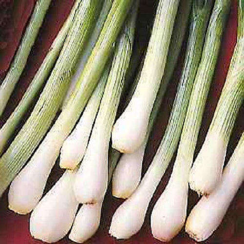 100 SOUTHPORT WHITE GLOBE BUNCHING ONION Allium Seeds