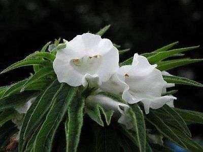 100 SESAME Sesamum Indicum Flower Vegetable Seeds