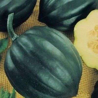 10 TABLE QUEEN ACORN SQUASH Cucurbita Pepo Seeds CombSH